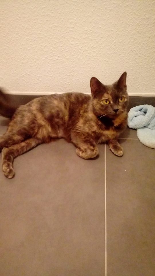 NOUVELLES DE CACAHUETE ex CYANE (82948) ADOPTEE LE 12 JANVIER 2019 Cacahu13