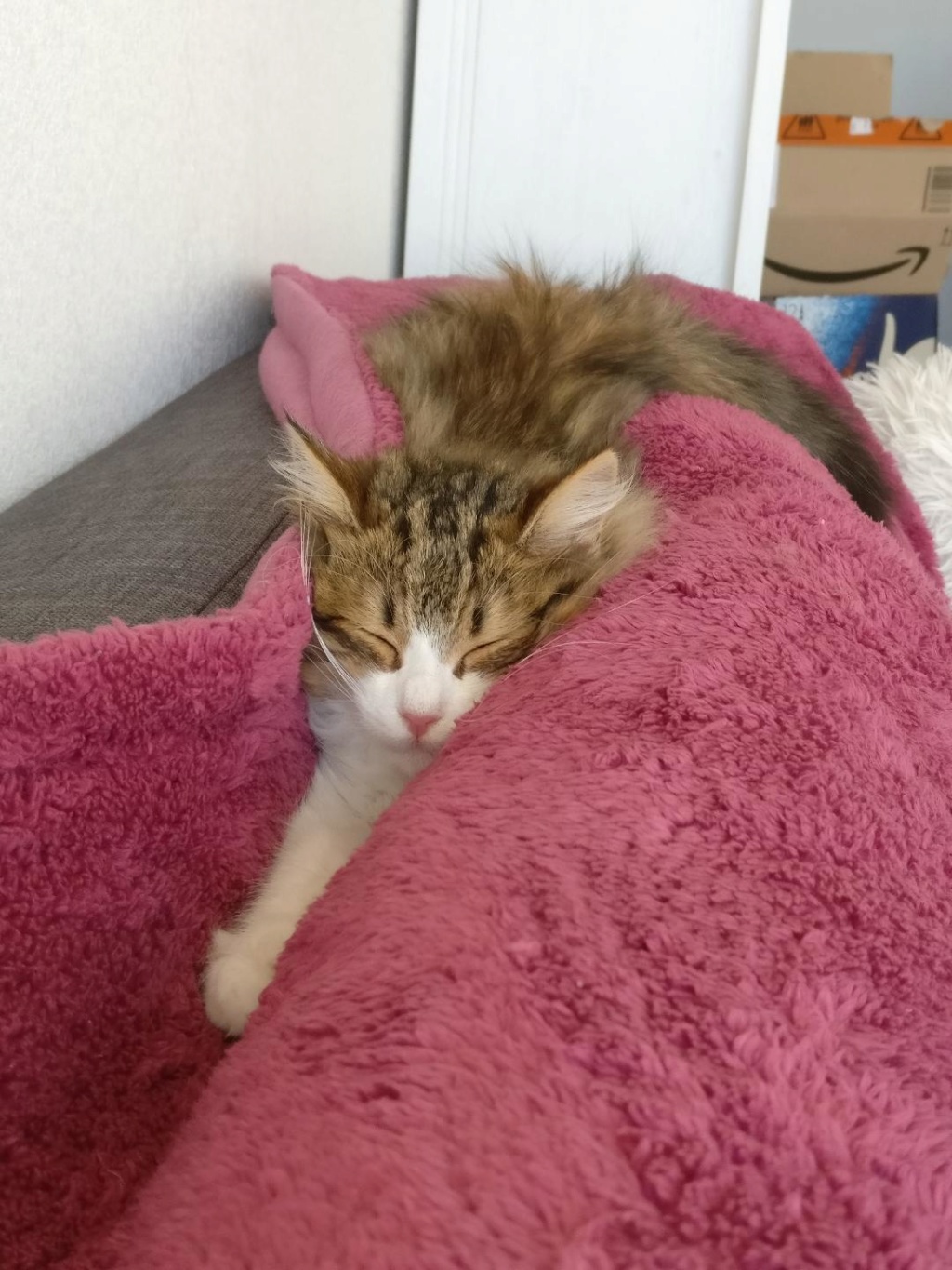 NOUVELLES DE CALINE ex CLEMENTINE (83359) ADOPTEE LE 7 FEVRIER 2019  Ex_cle13