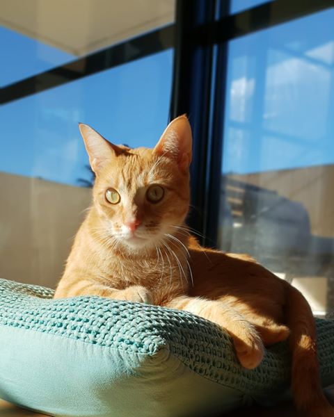 NOUVELLES DE SIMBA ADOPTE CHATON IL Y A 2 ANS ET D'ANGELA (83741) ADOPTEE LE 26 MAI 2019    Simba810