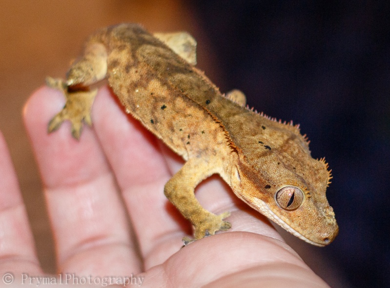 Crested Geckos... Like Pringles!   _mg_3213