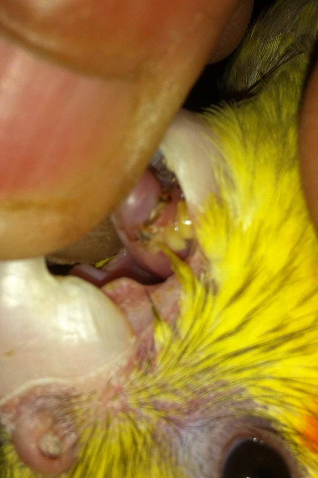taches jaunes sur sa langue  Img_2612
