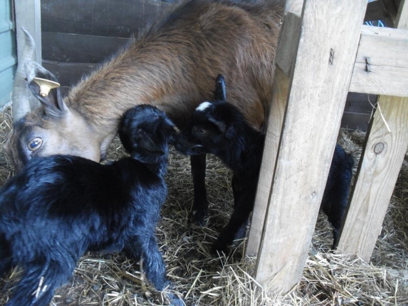 2 gros bébés !! Dsci2813