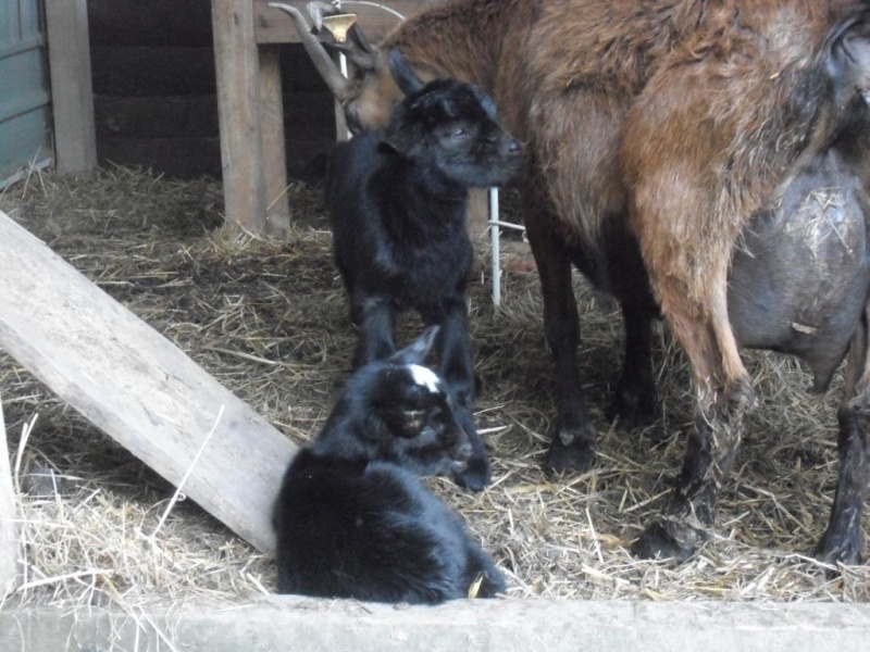 2 gros bébés !! Dsci2818