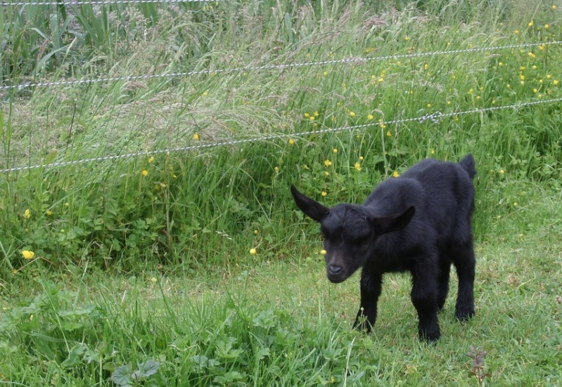 2 gros bébés !! Dsci2832