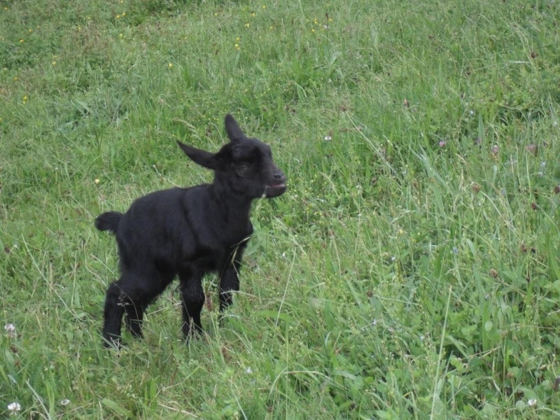 2 gros bébés !! Dsci2838