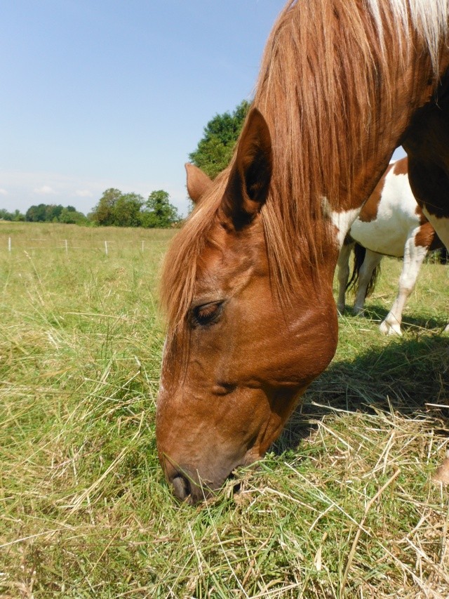 KIMBO - ONC X Lusitanien né en 1998 - adopté en mars 2014, puis récupéré par sa première propriétaire Dscf1418