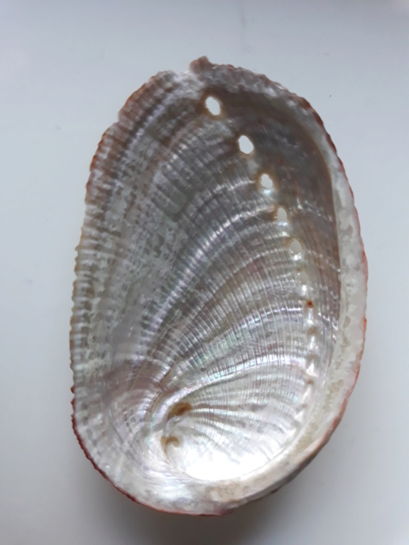 Haliotis diversicolor squamata Reeve, 1846 2020-010