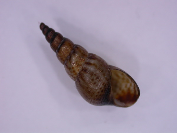 Melanoides tuberculata - (O. F. Müller, 1774) Dscn3911