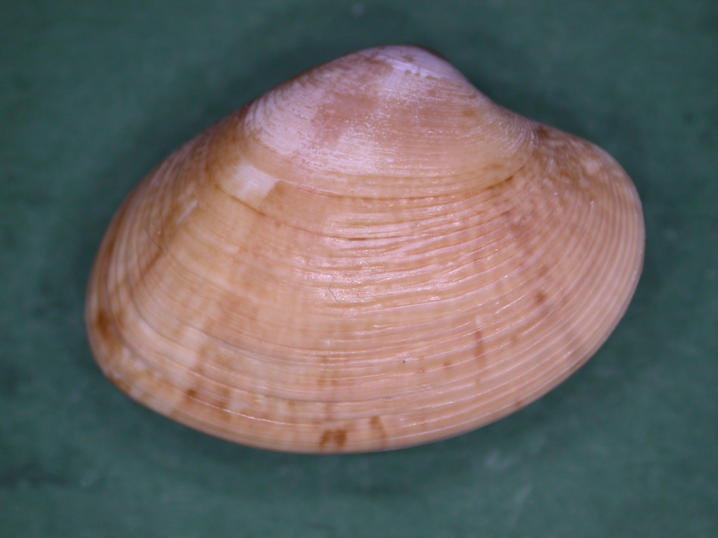 Veneridae Marcia recens (Holten, 1802) Dscn4119