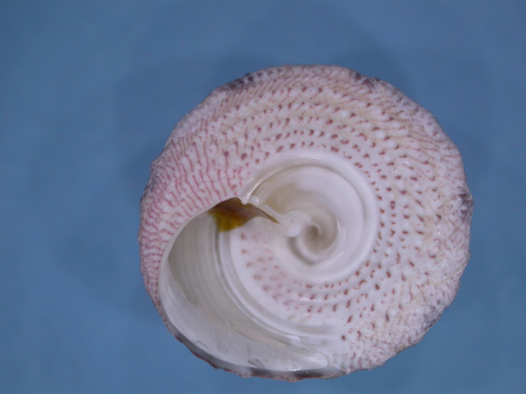 Trochidae de Mayotte 21,4 mm ??? Dscn5119