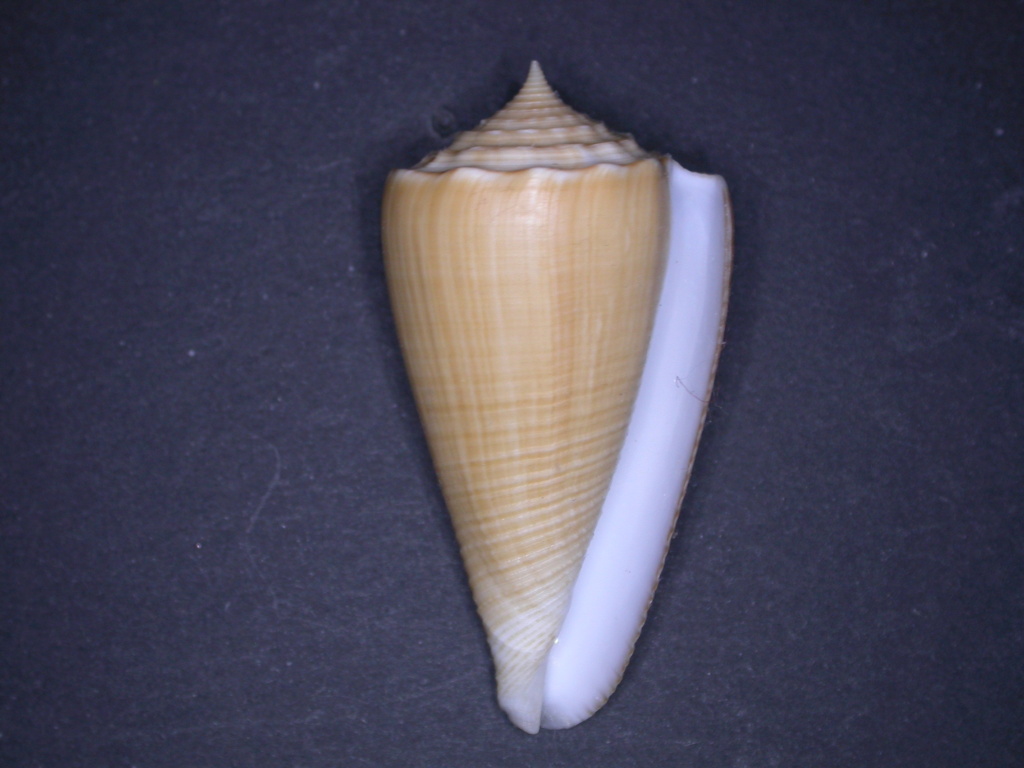 Conus (Asprella) neocostata B. M. Olivera, Watkins, Puillandre & Tenorio, 2021 Dscn5816
