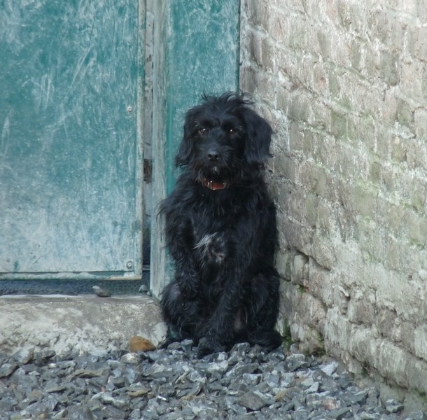 LES URGENCES DU 14 JUIN CHIENS Guysmo10