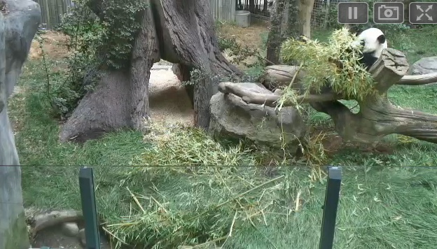 Wildtier-Livecams Panda_10