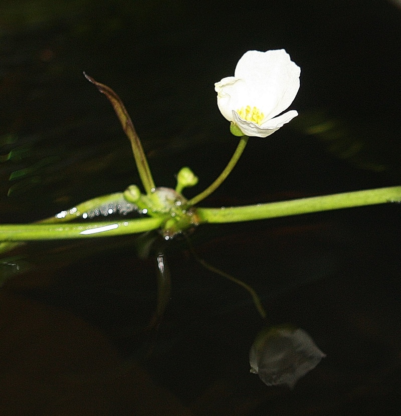 350l biotope amazonien - Page 6 01012