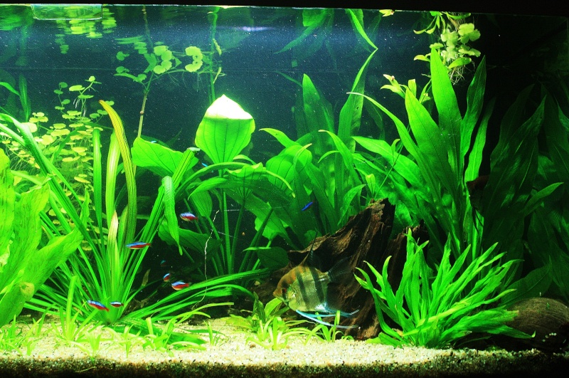 350l biotope amazonien - Page 5 03010