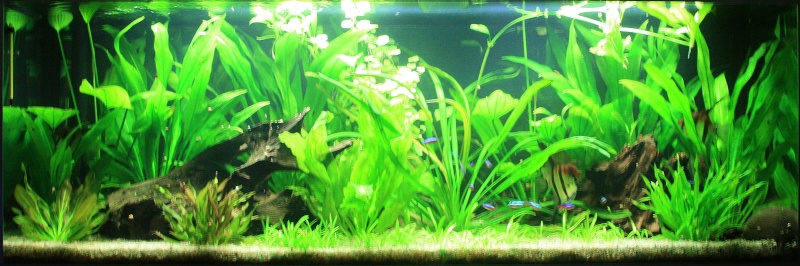 350l biotope amazonien - Page 6 05310