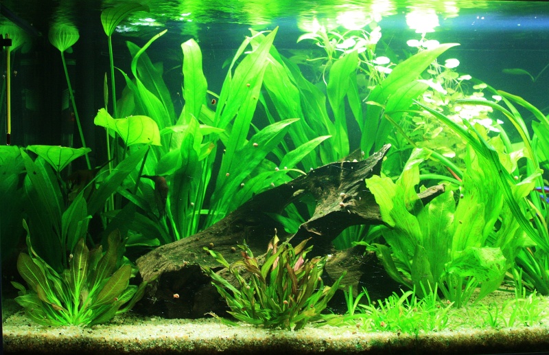 350l biotope amazonien - Page 6 05410
