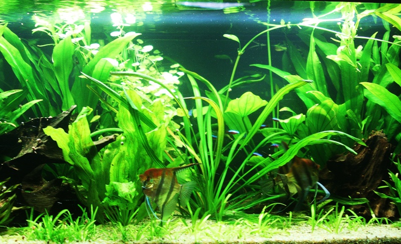 350l biotope amazonien - Page 6 06210