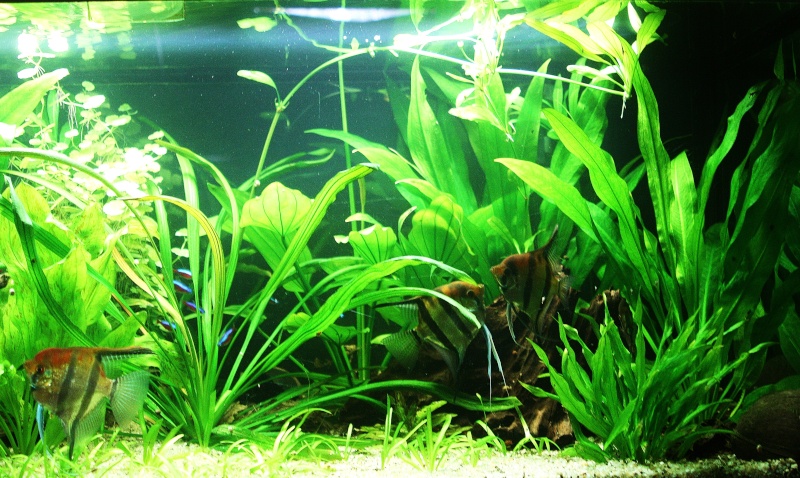 350l biotope amazonien - Page 6 06910