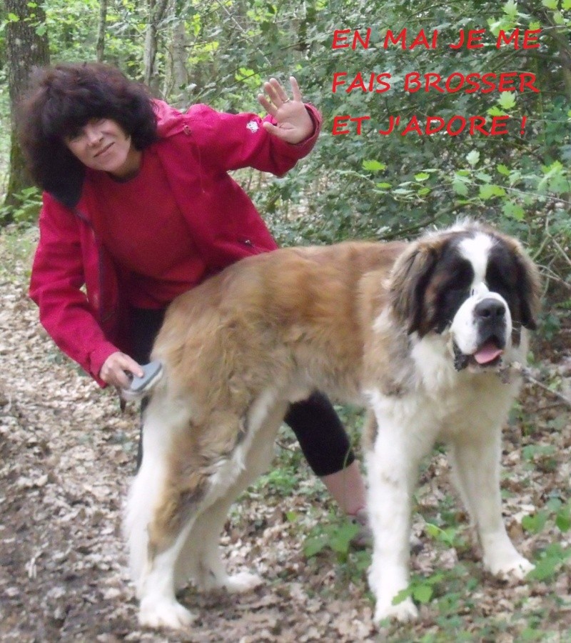 concours n° 46 : En Mai mon st Bernard fait ce qu'il lui plaît !!! Dscf6415