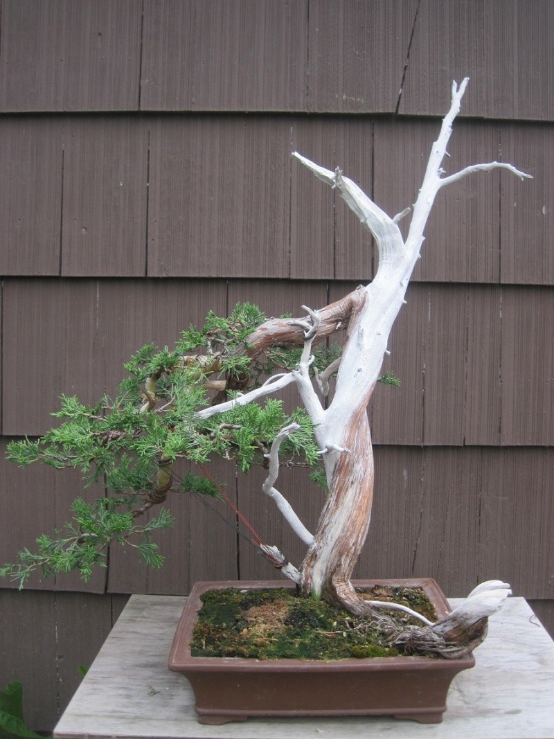 Yamadori Rocky Mountain Juniper   Rm_00110