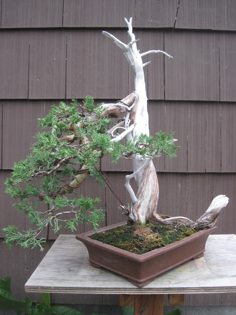 Yamadori Rocky Mountain Juniper Rm_00210