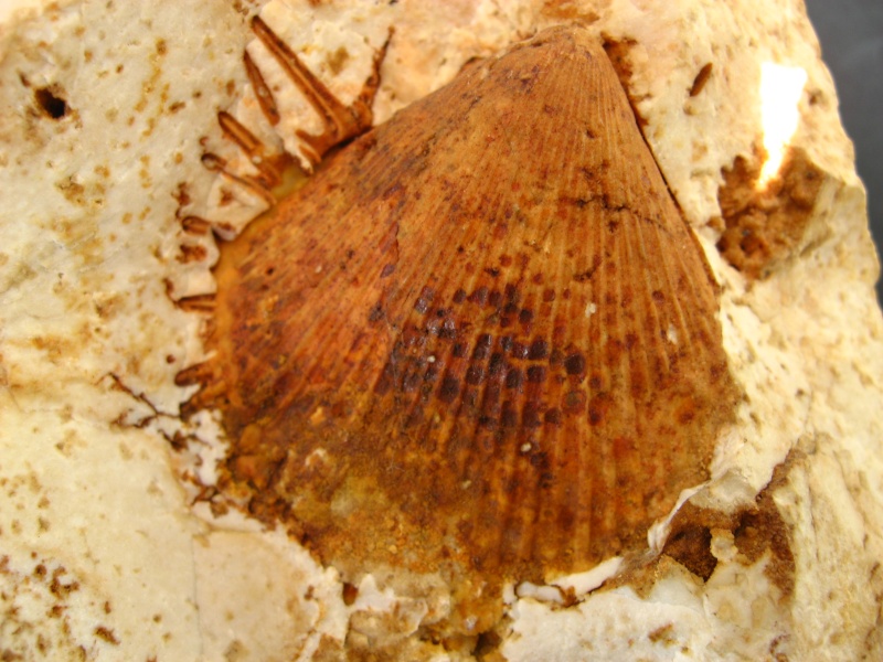 fossiles du Turonien (Crétacé supérieur) Saint Denis 00912