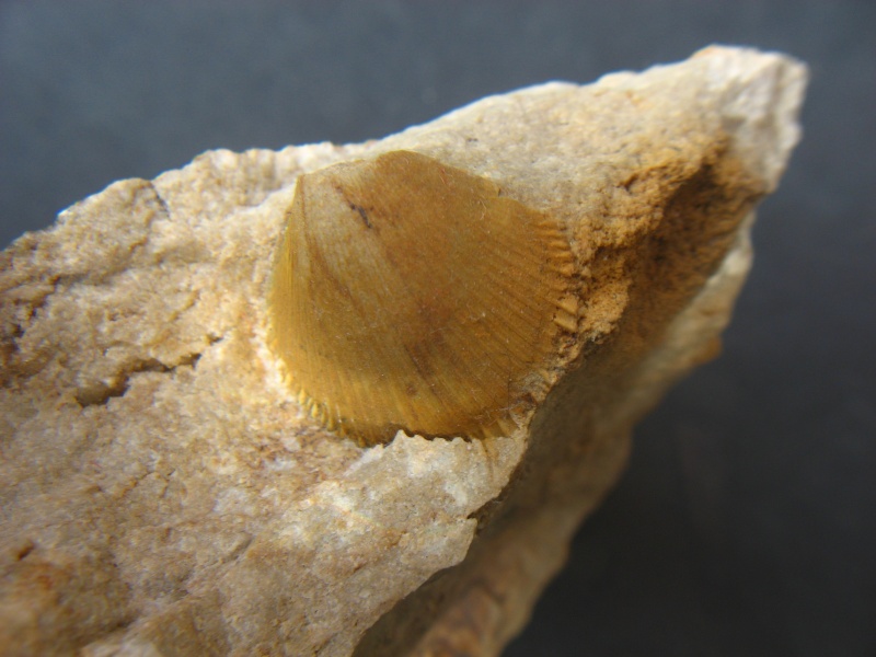 fossiles du Turonien (Crétacé supérieur) Saint Denis 01511