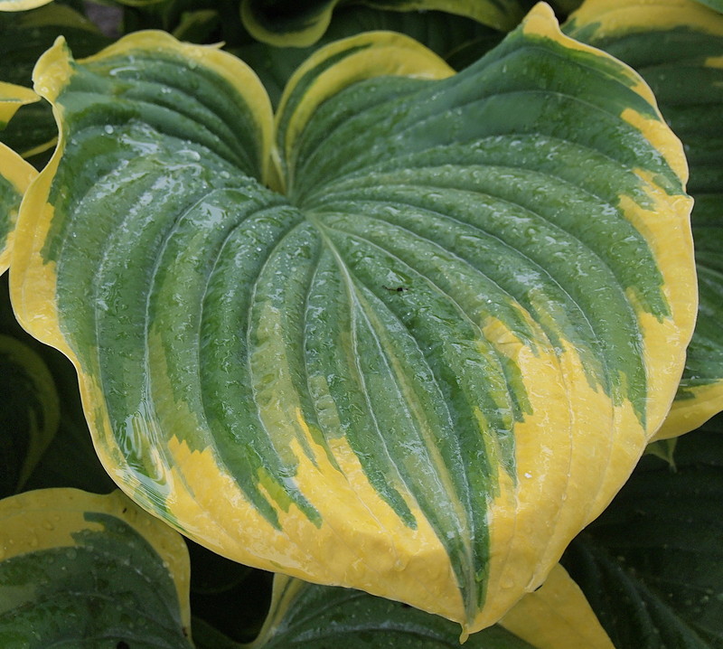 Tummelplatz für Hostaholiker (Hosta - Funkie) Hos_ta10