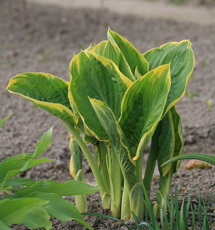 Tummelplatz für Hostaholiker (Hosta - Funkie) Hosta_10