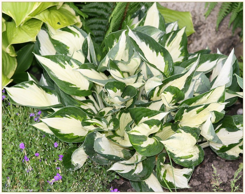 Tummelplatz für Hostaholiker (Hosta - Funkie) - Seite 3 Wasser45