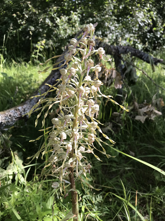 Himantoglossum hircinum - orchis bouc Himant12