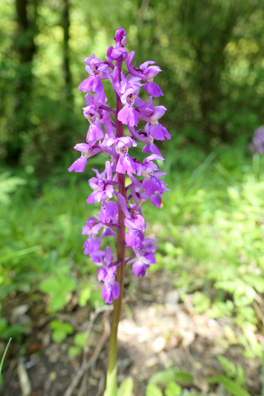 Orchis mascula - orchis mâle Orchis16
