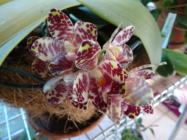 Phalaenopsis gigantea Phal_g10