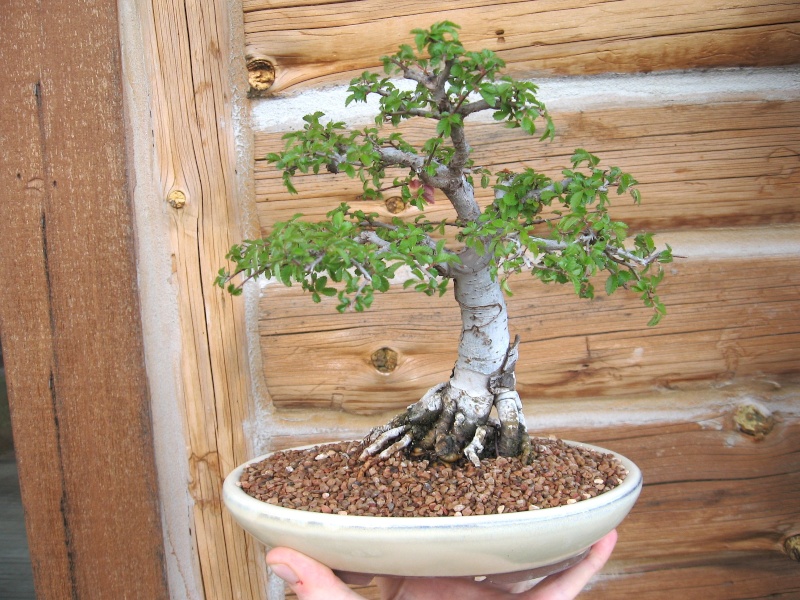 You still have your first bonsai?  - Page 2 Img_5710