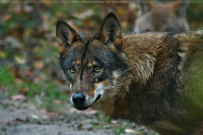 Alüria - Chef des loups sauvages. Moose210