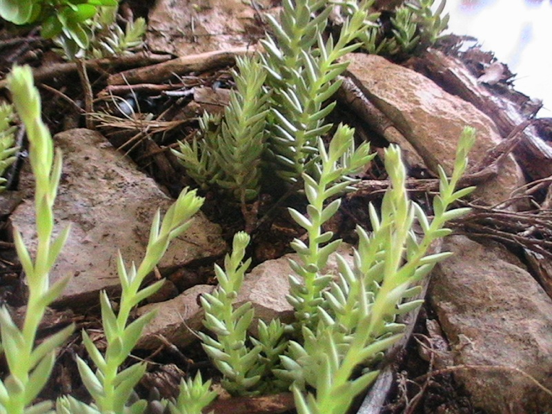 Aménagement Lycosa narbonensis Pic_2714