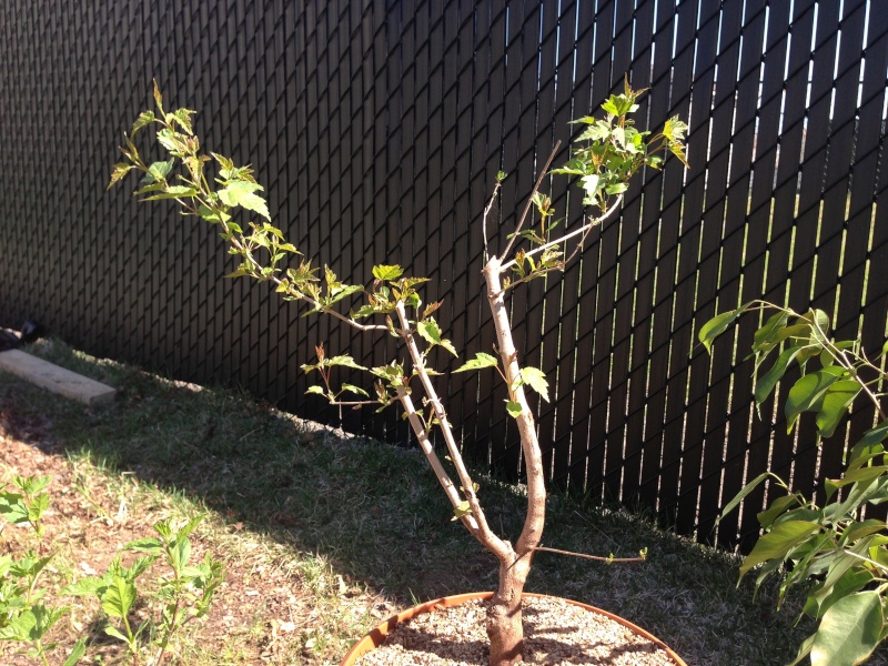 Amur maple questions : pruning, bare rooting Image17