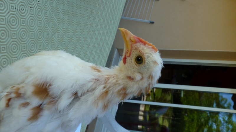 coq ou poule padoue et pékin P1060231