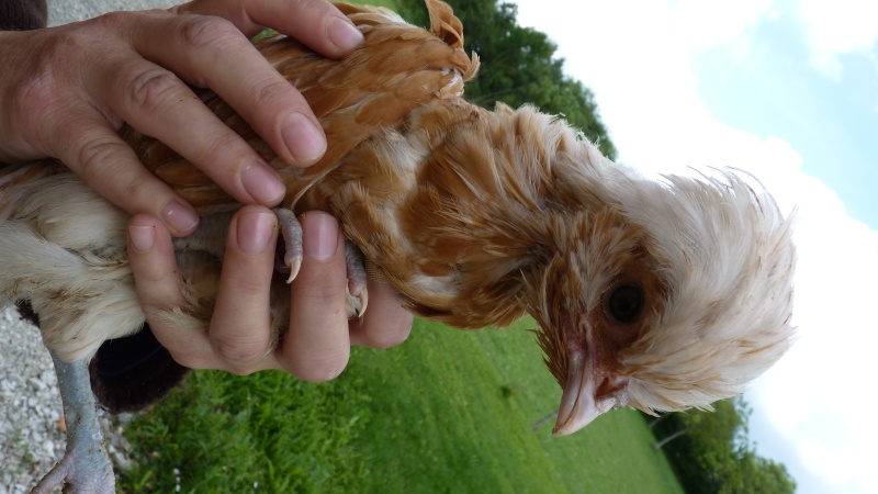 coq ou poule padoue et pékin P1060310