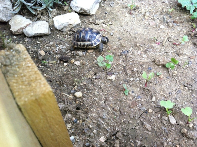 Qui peux m'aider a identifier mes petites graeca Img_3528