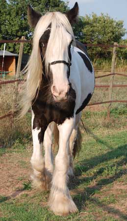 mes 2 "bébés" : 1 chat et 1 cheval Mini_k10