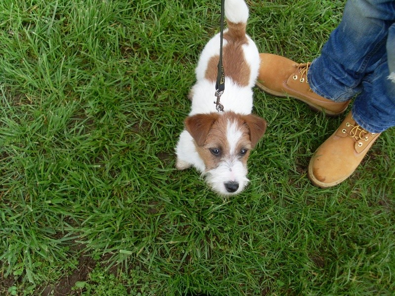 Jack - Speciale Jack Russell Terrier - Pagina 15 Sl371814