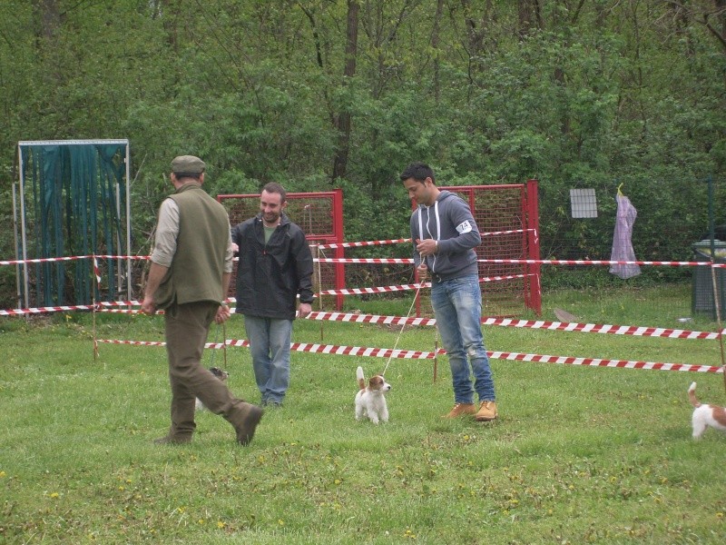 Jack - Speciale Jack Russell Terrier - Pagina 15 Sl371818