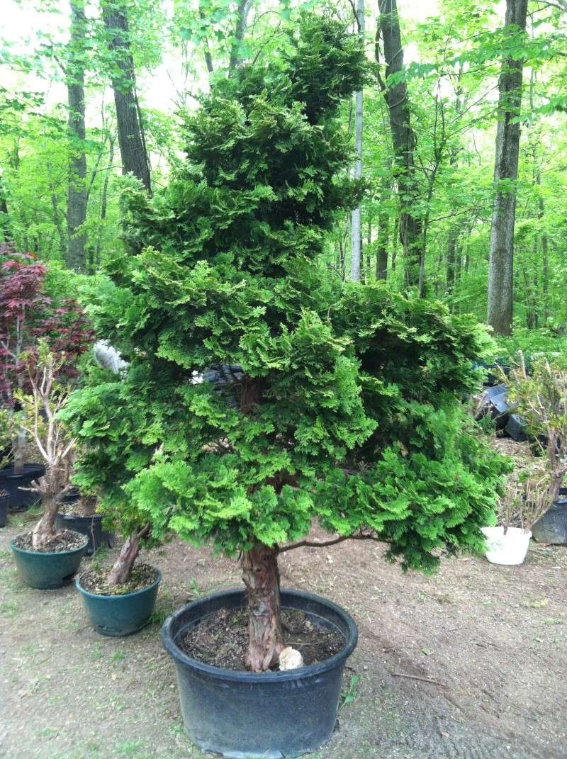 hinoki cypress 10 inch trunk 48 inches tall, to big for bonsai? 08010