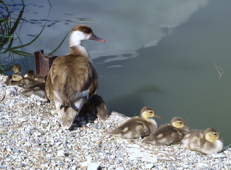 Les petits de l'étang des dames A6098510