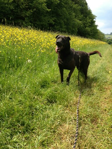 CALINE - x labrador 11 ans (9  ans de refuge) - Spa d'Evreux (27) Caline12