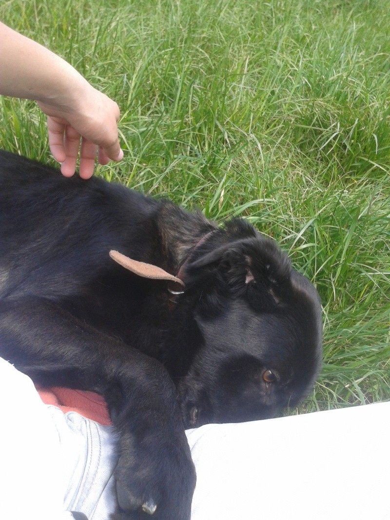 FIFI, né en juin 2011, croisé labrador noir (SPA d'Evreux) Fifi1310