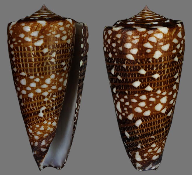 Conus (Eugeniconus) victor (Broderip, 1842)  -  Et ses formes Conus-10