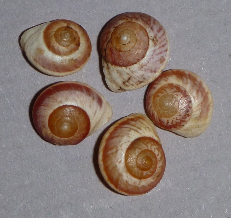 Helicina platychila (Mühlfeld, 1824) & Helicina fasciata Lamarck, 1822 de Guadeloupe P1030011